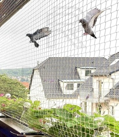 Pigeon Net